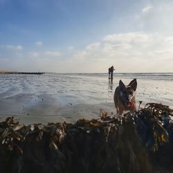 Dog on beach