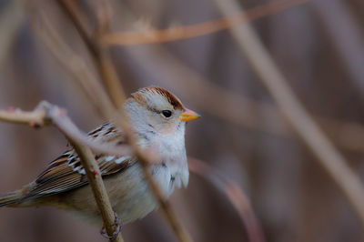 Close-up of bird perching outdoors