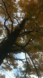 Low angle view of trees