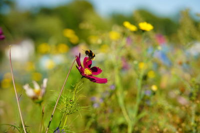 Close-up of butterfly pollinating on flower