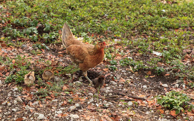 Baby chicks, called gypsy chickens or cubalaya by the locals of key west, florida