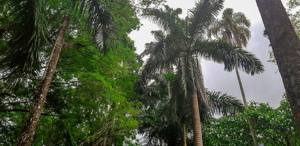 Low angle view of coconut palm trees against sky