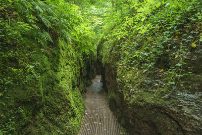 Footpath amidst trees in forest