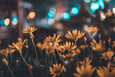 Close-up of flowers blooming at night