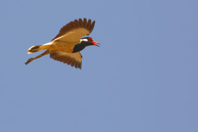 Low angle view of bird flying against clear blue sky