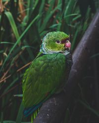 Close-up of parrot perching on branch