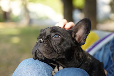 Close-up of dog