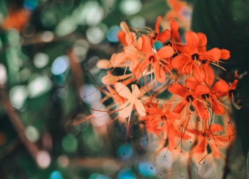 Close-up of orange flowering plants