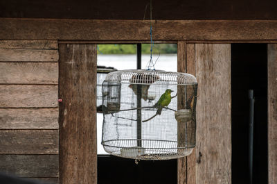 View of bird perching in cage