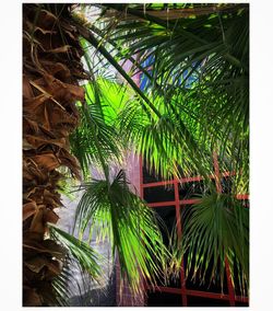 Low angle view of palm trees against sky