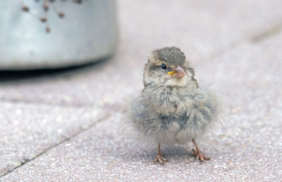 Finch young bird