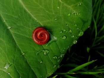 Close-up of raindrops on leaf