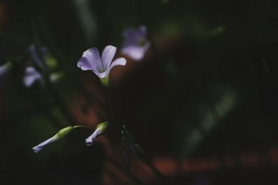 Close-up of flower blooming outdoors