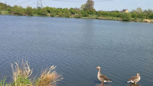 View of birds at lakeshore