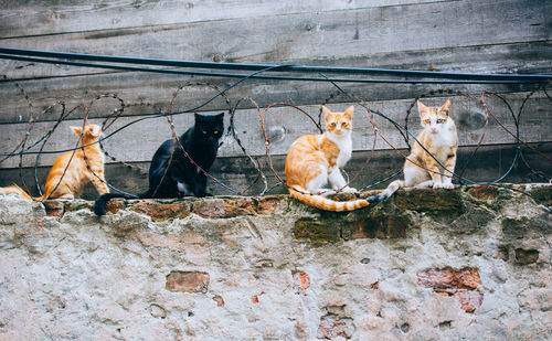 Cats sitting against wall