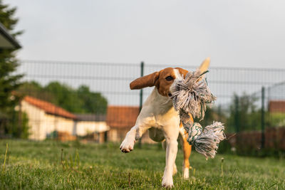 Dog with ball on field