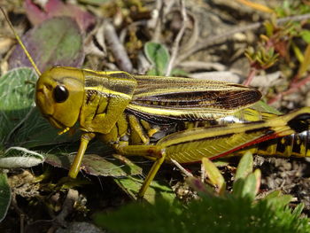 Close-up of insect on plant