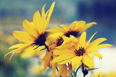 Close-up of yellow flowering plant