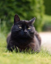 Portrait of black cat on field