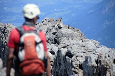 Rear view of man looking at mountain goats