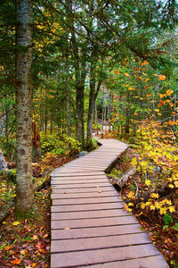 Footpath amidst trees in forest