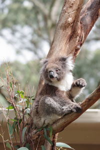 Close-up of a koala 