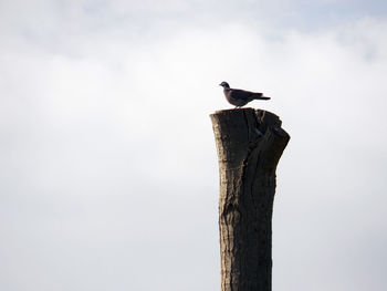 Bird perching on wooden post