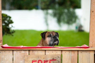 Portrait of dog looking away