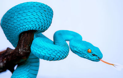 Blue viper snake in close up