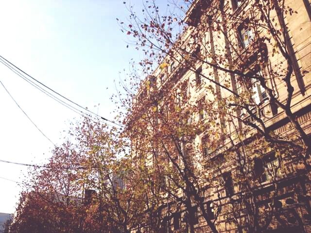 architecture, low angle view, built structure, building exterior, tree, building, sky, power line, residential building, residential structure, house, no people, outdoors, day, city, clear sky, branch, sunlight, window, cable