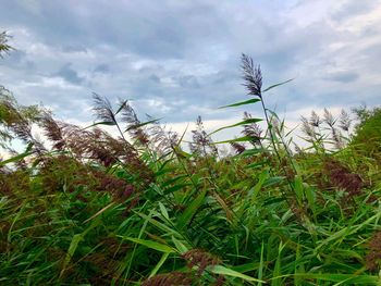 Close-up of grass on field against sky