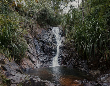 Scenic view of waterfall in forest