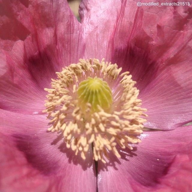 Breadseedpoppies