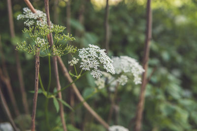 Close-up of flowering plant