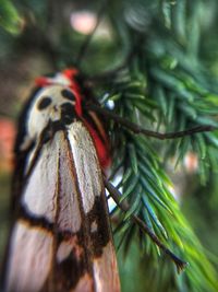 Close-up of insect on tree