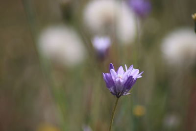 Close-up of purple crocus flower