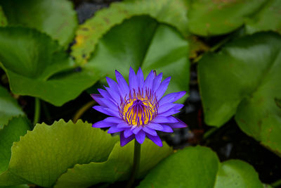 Close-up of purple water lily