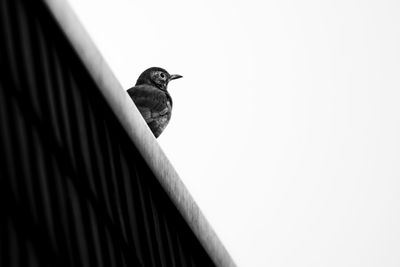 Low angle view of bird perching against clear sky