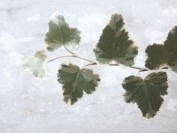 Close-up of frozen plant against sky during winter