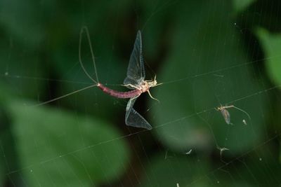 Close-up of spider on web