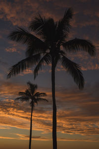 Palm tree sunset on the big island of hawaii