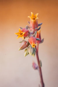 Close-up of pink flowering plant