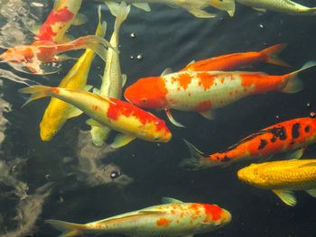 Fish swimming in sea