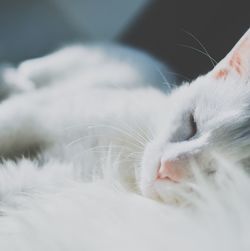 Close-up of cat with eyes closed