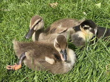 Duck in a field