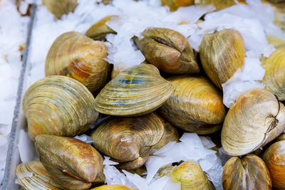 Close-up of mussels on ice at fish market