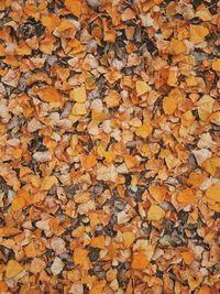 Full frame shot of autumn leaves fallen on ground