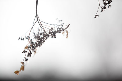 Close-up of barbed wire