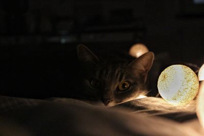 Close-up portrait of cat