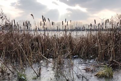 Plants growing in water against sky